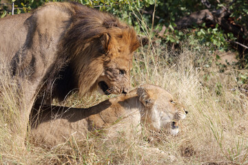 Afrikanischer Löwe / African lion / Panthera leo..