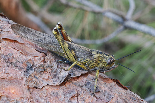 locusta migratoria, female