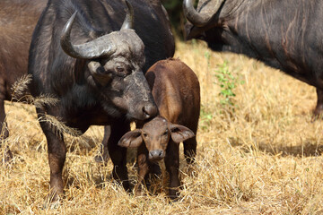 Obraz premium Kaffernbüffel / African buffalo / Syncerus caffer.