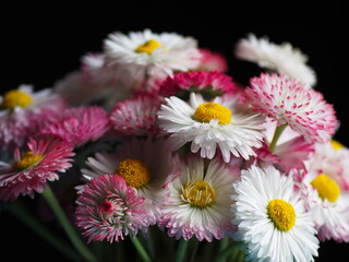 Obraz premium A bouquet of nice daisies. Flowers of different colors. Traditional garden flowers