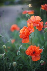 Obraz premium Fluffy orange poppy flowers in spring garden