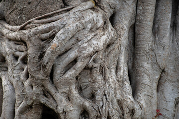 Old tree texture Looks stylish and full of charming