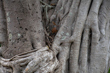 Old tree texture Looks stylish and full of charming