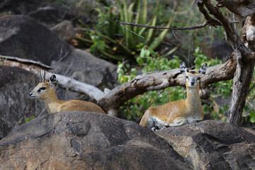 Obraz premium Klippspringer / Klipspringer / Oreotragus oreotragus