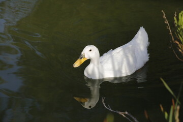 Pato blanco en el estanque