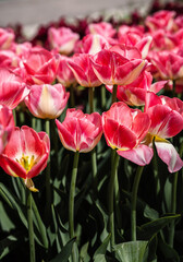 Field with bright tulips, Ukraine