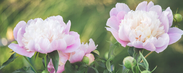 natural blurred summer background, pink peonies in the garden, selective focus