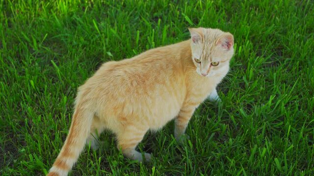 Closeup view 4k stock video portrait of cute yellow cat walking alone on fresh green grass outdoors