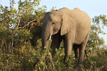 Obraz premium Afrikanischer Elefant / African elephant / Loxodonta africana