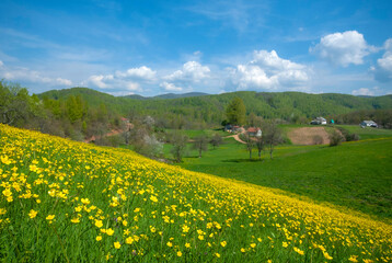 In the spring, flowers bloom in the highlands. Violet Plateau, İzmit Turkey.