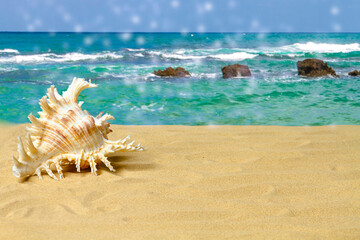Fototapeta na wymiar Beautiful seashell on a sandy beach against the backdrop of the sea. Summer background. Copy space.