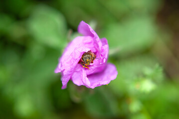 Fototapeta na wymiar Wasp on pink flower portrait