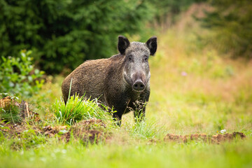 Dangerous female of wild boar, sus scrofa, facing camera on the forest clearing. Attentive pig standing with ears erect in the wilderness. Adult hog having eye contact in the woodland.