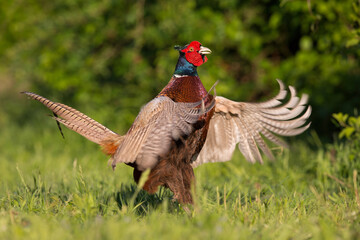 A common pheasant, phasianus colchicus, cock impressing his female before mating. Beautiful wild bird lekking with wings open in spring nature. Male animal displaying dominance.