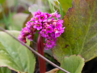 Hardy ground cover perennial plant Bergenia blooms with purple pink flowers in May, closeup with selective focus