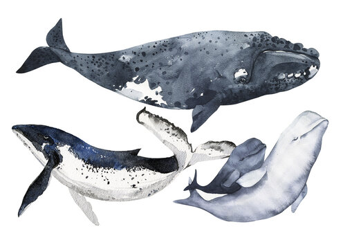 Set of cetaceans painted in watercolor. Sperm whale, beluga, blue whale, killer whale, shark whale