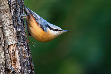 Cute eurasian nuthatch, sitta europaea, climbing down the tree in the green summer forest. Small songbird with black stripe and colourful plumage attached to the wood with blurred background.
