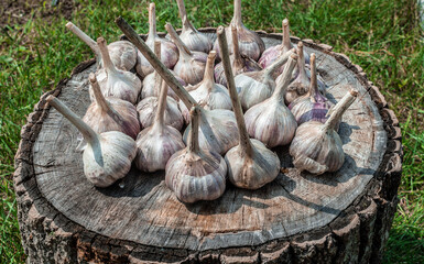 Many heads of garlic lie and dry on a wooden stump surrounded by a green lawn. Making homemade spices.