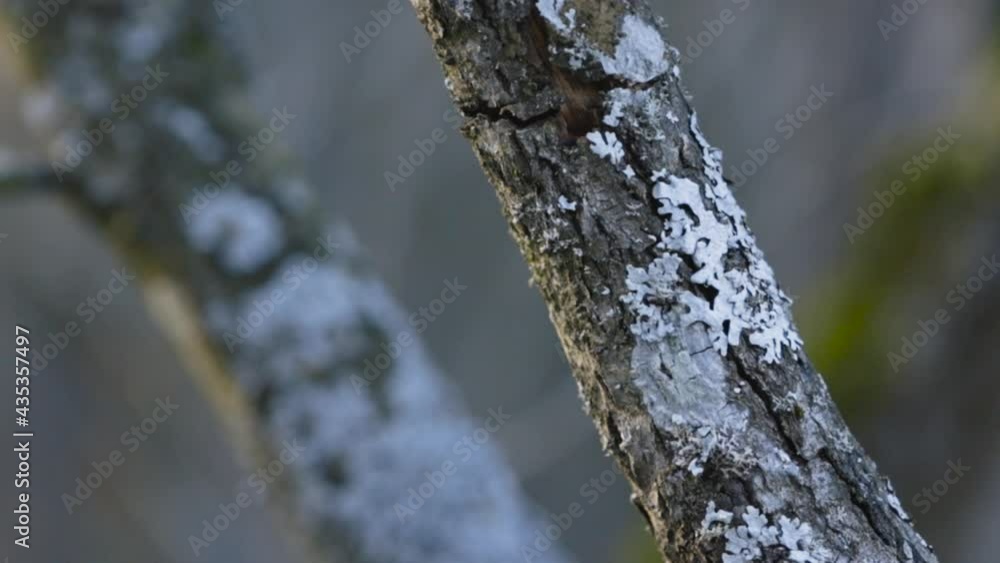 Poster tree branches covered with lichen. closeup view with rough tree bark