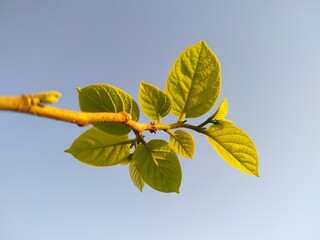 Green leaves that stand out against the blue sky.