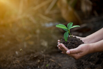 Hands of the farmer are planting the seedlings into the soil
