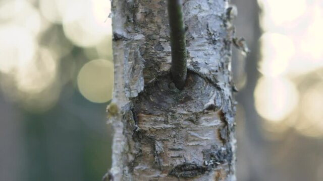 Closeup with a birch tree trunk. Detail macro shot with the peeling bark