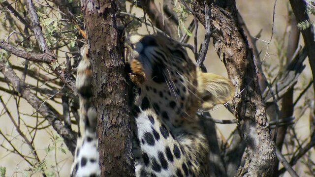 Medium shot of a young leopard sharpening its claws on a tree, Kalahari desert.  