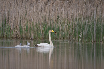 Whooper Swan