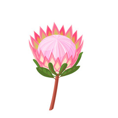 Protea flower. Vector illustration cartoon flat icon isolated on white background.