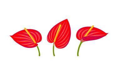 Anthurium flower. Vector illustration cartoon flat icon isolated on white background. - obrazy, fototapety, plakaty