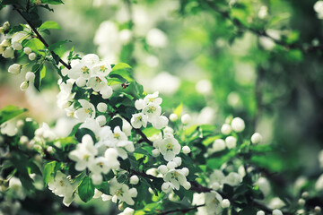 Bright spring greens at dawn in the forest. Nature comes to life in early spring.