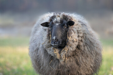  black sheep, close up portrait