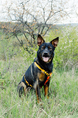 A black and brown Australian kelpie dog is sitting outdoors in the garden, wearing bright harness. 