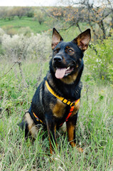 A black and brown Australian kelpie dog is sitting outdoors in the garden, wearing bright harness. 