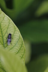 fly on leaf