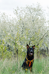 An Australian kelpie dog is wearing a harness and sitting next to the blossoming tree.