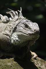 close up of a iguana