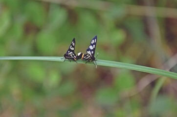 Naklejka premium butterflies on a leaf