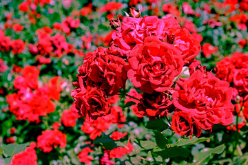 red rose flowers in garden
