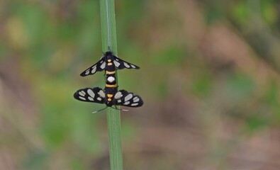 butterflies on a leaf
