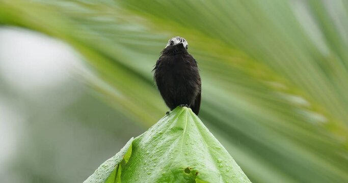Long-tailed Tyrant - Colonia colonus bird in Tyrannidae genus Colonia, found in Argentina, Bolivia, Brazil, Colombia, Costa Rica, Ecuador, long tailed bird flying out and landing on the green bush.