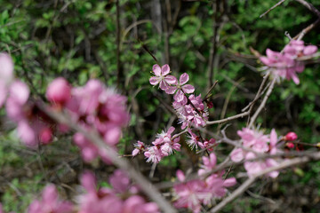 pink sakura branches 