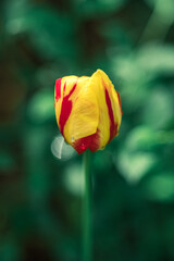 żółty-czerwony tulipan na jednolitym tle