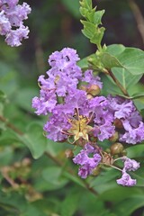 lilac flowers on a tree
