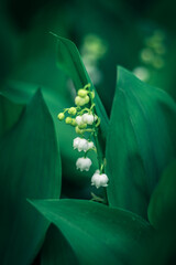 kwitnące kwiaty konwalii majowej (Convallaria majalis)