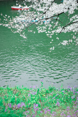 Obraz na płótnie Canvas 桜と池