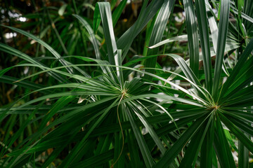 pine needles palm leaf