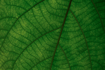 green leaf texture macro