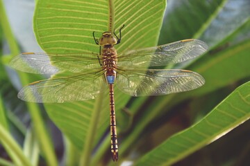 dragonfly on a leaf