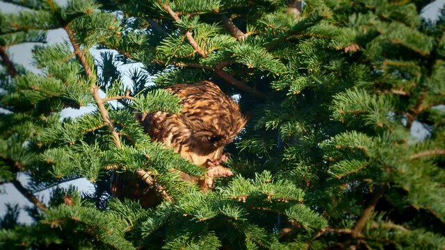 Eurasian eagle-owl - Bubo bubo species of eagle-owl in much of Eurasia, also called the Uhu, bird has distinctive ear tufts, wings and tail are barred. Owl sitting on the top of the green conifer.